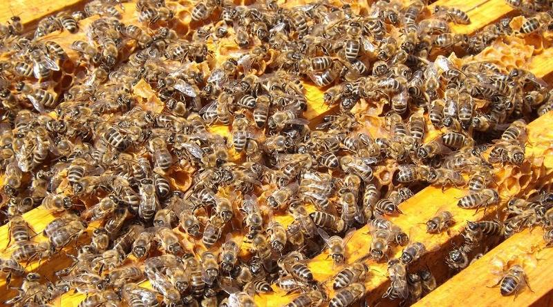 В США агрессивный рой пчел убил трех собак - usa.one - Сша - штат Аризона