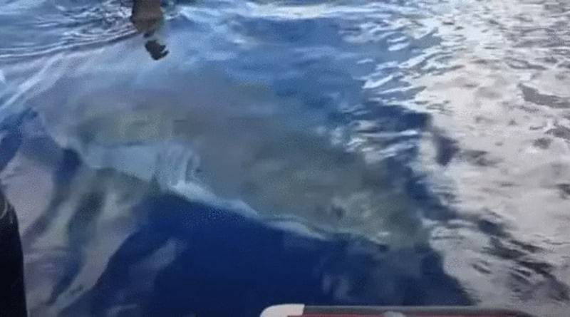 6-метровая «акула-монстр» подплыла к лодке с тремя парнями и стала «разглядывать» их - usa.one - Австралия