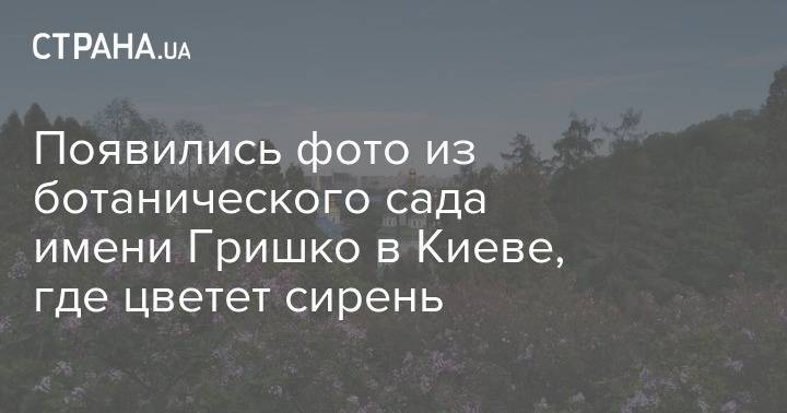 Появились фото из ботанического сада имени Гришко в Киеве, где цветет сирень - strana.ua - Киев