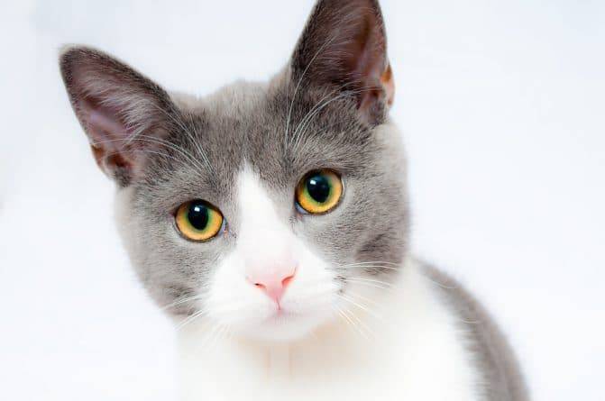 Кошки могут быть бессимптомными переносчиками коронавируса - usa.one - Сша