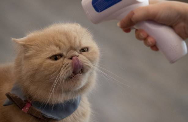 Кошки оказались способны заражать друг друга коронавирусом - newtvnews.ru - Сша