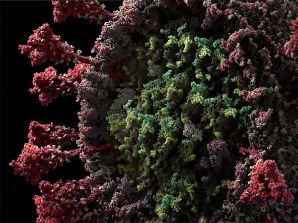 Взглянуть в лицо врагу: российская студия создала самую достоверную 3D-модель коронавируса - nakanune.ru