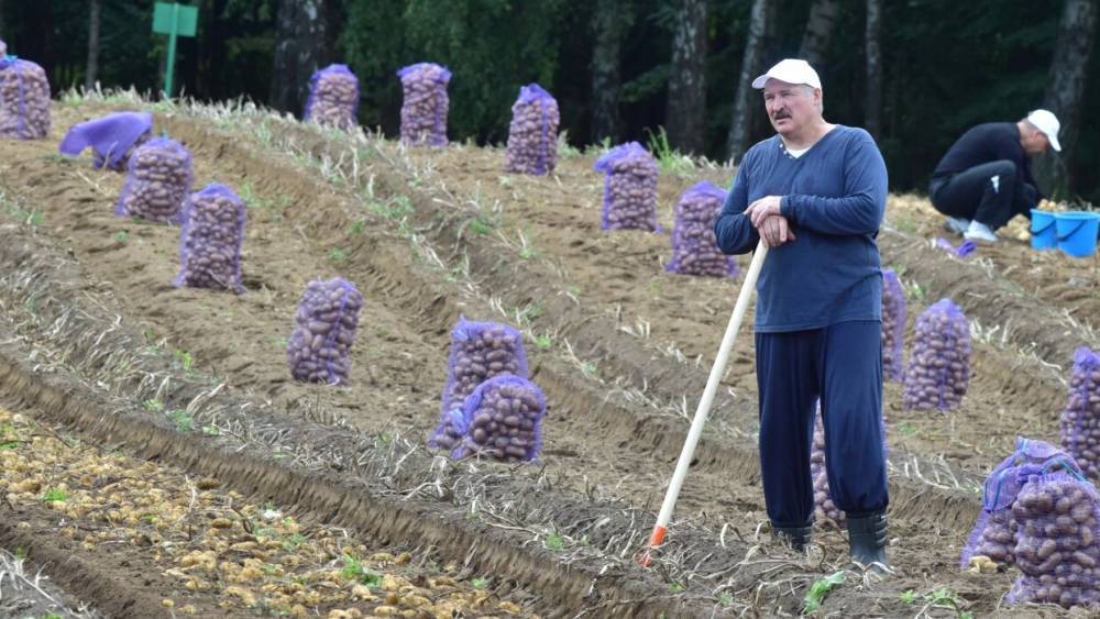 Александр Лукашенко - Лукашенко отыскал в картошке спасение для белорусской экономики - riafan.ru - Белоруссия - Минск