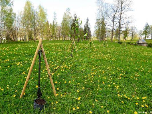 Латвийское Резекне отметило 75-летие разгрома нацизма посадкой деревьев - eadaily.com
