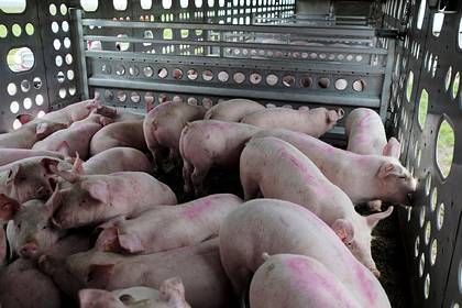 В США свиней посадили на диету на фоне мясного кризиса - lenta.ru - Сша - New York - штат Южная Дакота
