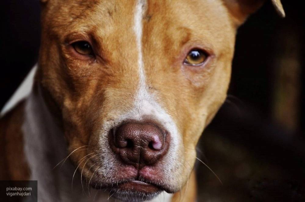 В Великобритании изучают способность собак чуять людей с COVID-19 - nation-news.ru - Англия - Лондон