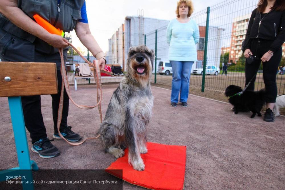 Ученые привлекли собак к лечению коронавируса и рака - inforeactor.ru - Англия