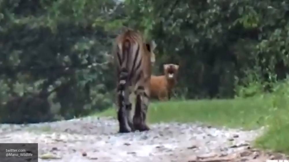 В Сети появилось видео погони тигра за вопящим волком - nation-news.ru - Индия