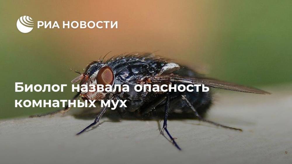 Светлана Рославцева - Биолог назвала опасность комнатных мух - ria.ru - Москва