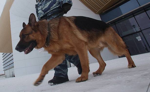 Найти COVID-19: собаки продемонстрировали уникальные способности по выявлению зараженных - newtvnews.ru - Англия