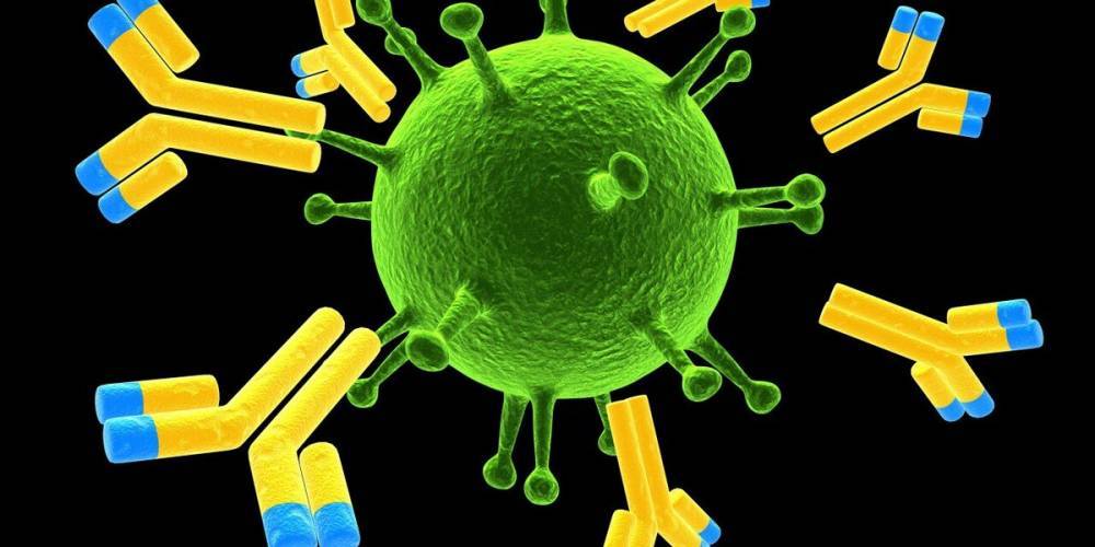 Микробиологи из США выявили полностью блокирующее коронавирус антитело - naviny.by - Сша - штат Калифорния