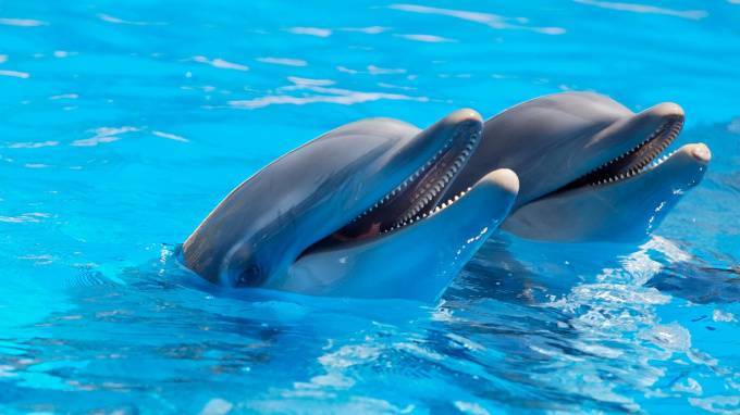 Из-за карантина дельфинарий в Петербурге оказался под угрозой закрытия - piter.tv - Санкт-Петербург - Петербург