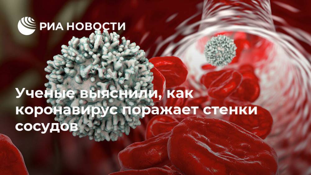 Ученые выяснили, как коронавирус поражает стенки сосудов - ria.ru - Москва