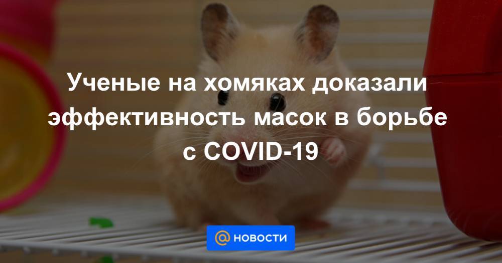 Ученые на хомяках доказали эффективность масок в борьбе с COVID-19 - news.mail.ru