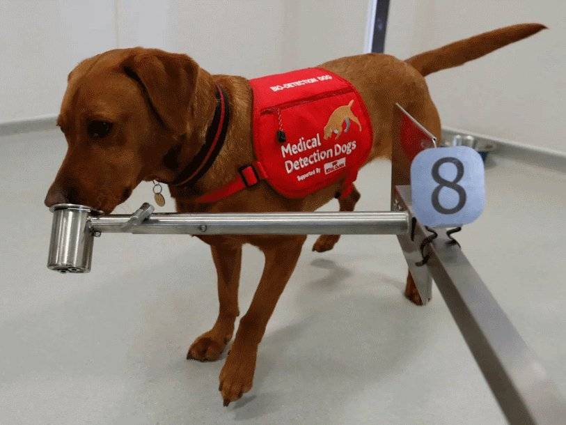 В Великобритании хотят обучить собак выявлять коронавирусную инфекцию - polit.ru - Англия - Лондон