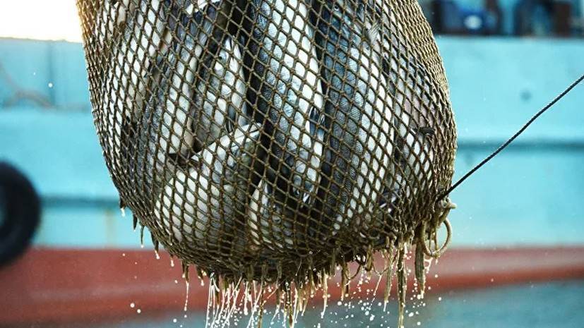 Россия сняла запрет на ввоз живой рыбы из Китая - russian.rt.com - Россия - Китай