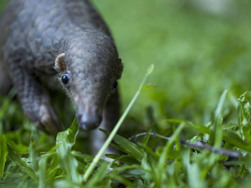 Ученые выяснили, что пагнолины не заражали человечество COVID-19 - sobesednik.ru