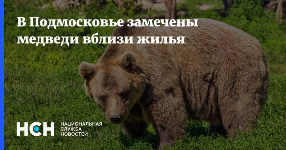 В Подмосковье замечены медведи вблизи жилья - nsn.fm - Московская обл. - Фоминск