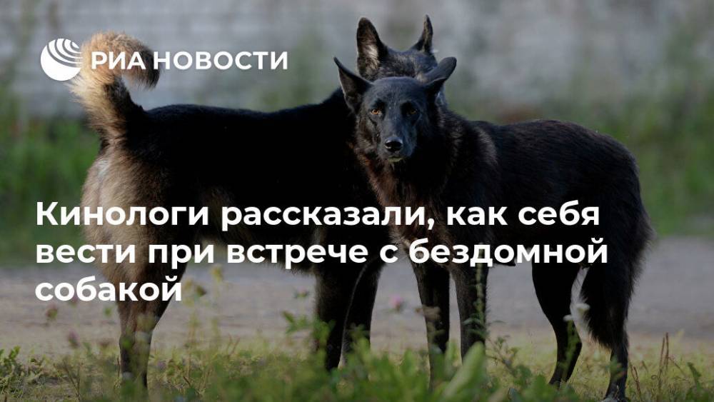Кинологи рассказали, как себя вести при встрече с бездомной собакой - ria.ru - Россия - Москва