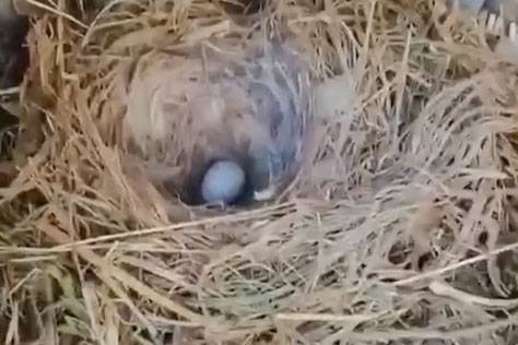 Птицы свили гнездо в машине россиянина, пока он два месяца был в самоизоляции - vm.ru - Россия - республика Карачаево-Черкесия