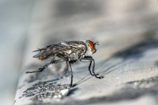 Светлана Рославцева - Учёные рассказали о главной опасности комнатных мух - pnp.ru - Царьград
