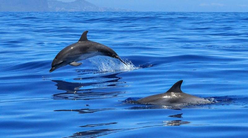 В Калифорнии счастливчики на лодке увидели стаю из 1000 дельфинов (видео) - usa.one - штат Калифорния