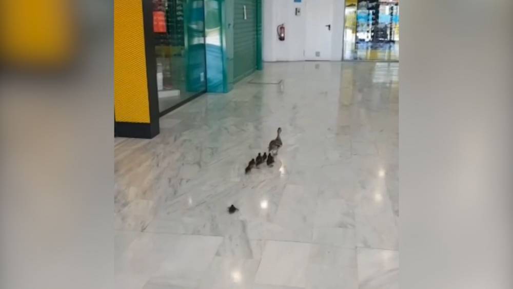В Испании утки пришли за покупками в торговый центр. - riafan.ru - Испания