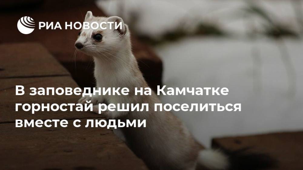 В заповеднике на Камчатке горностай решил поселиться вместе с людьми - ria.ru - Москва