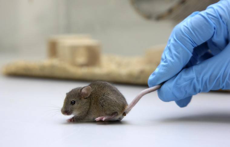 Попова заявила о создании мышей-мутантов для испытания вакцины от COVID-19 - news.ru - Россия