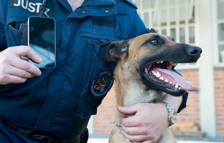 Французские кинологи начали обучать собак находить зараженных коронавирусом - news.ru
