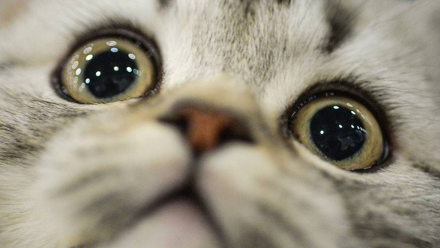 Во Франции выявили первый случай заражения кошки COVID-19 - gazeta.ru - Франция