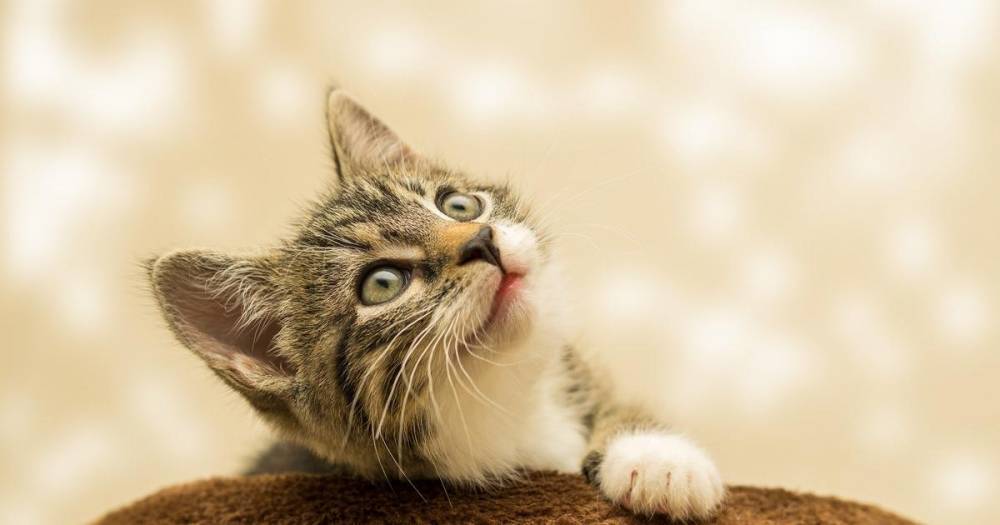 Во Франции впервые выявили коронавирус у кошки - ren.tv - Франция