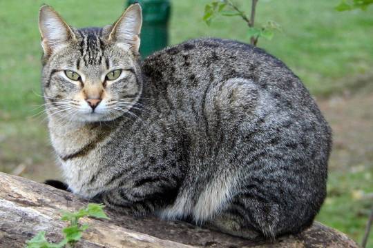 Во Франции кошки начали болеть коронавирусом - versia.ru - Франция