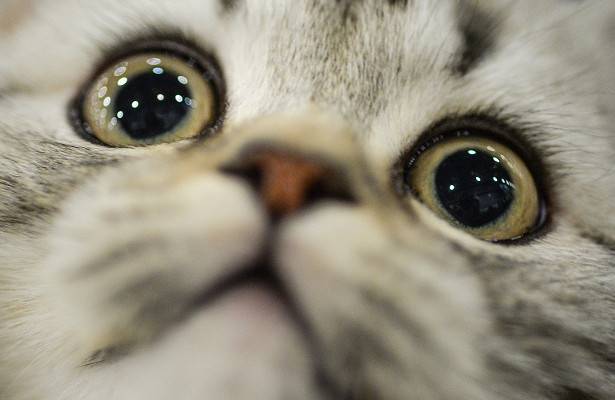 Во Франции выявили первый случай заражения кошки коронавирусом - newtvnews.ru - Франция
