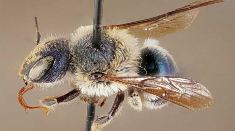 Ученым Флориды повезло найти редкую голубую пчелу, считавшуюся вымершей - usa.one - Сша - штат Флорида