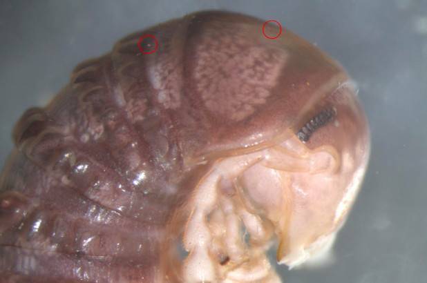 Ученые обнаружили новый вид грибка благодаря фото в соцсетях - usa.one - Копенгаген - Дания