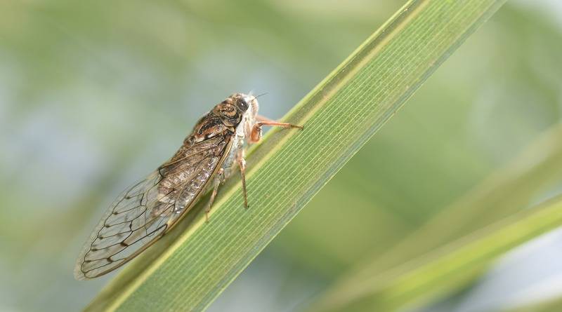 США ждет «вторжение» миллионов цикад, которые 17 лет провели под землей - usa.one - Сша - штат Северная Каролина - штат Виргиния