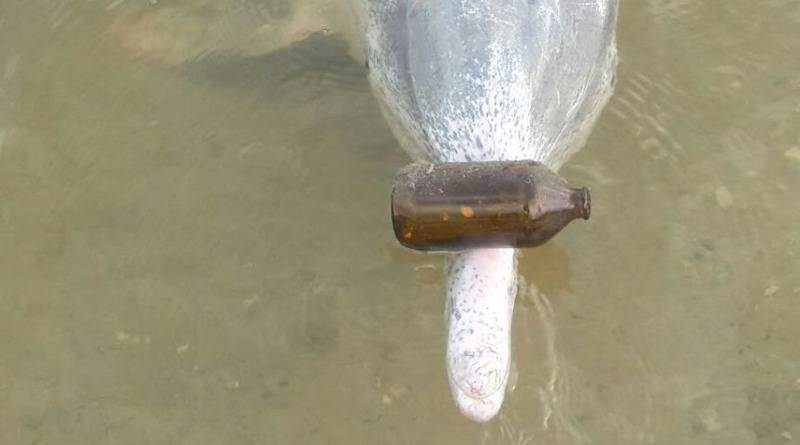 Дельфин приносит подарки со дна океана посетителям кафе в обмен на рыбное угощение (фото) - usa.one - Австралия