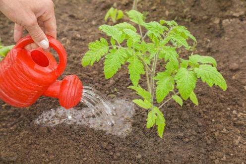 Подкормка для томата: Как правильно удобрять в теплице на всех этапах роста чтобы получить большой урожай - pravda-tv.ru