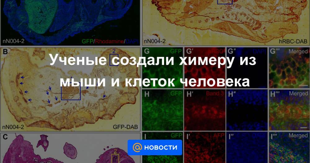 Ученые создали химеру из мыши и клеток человека - news.mail.ru - Сша
