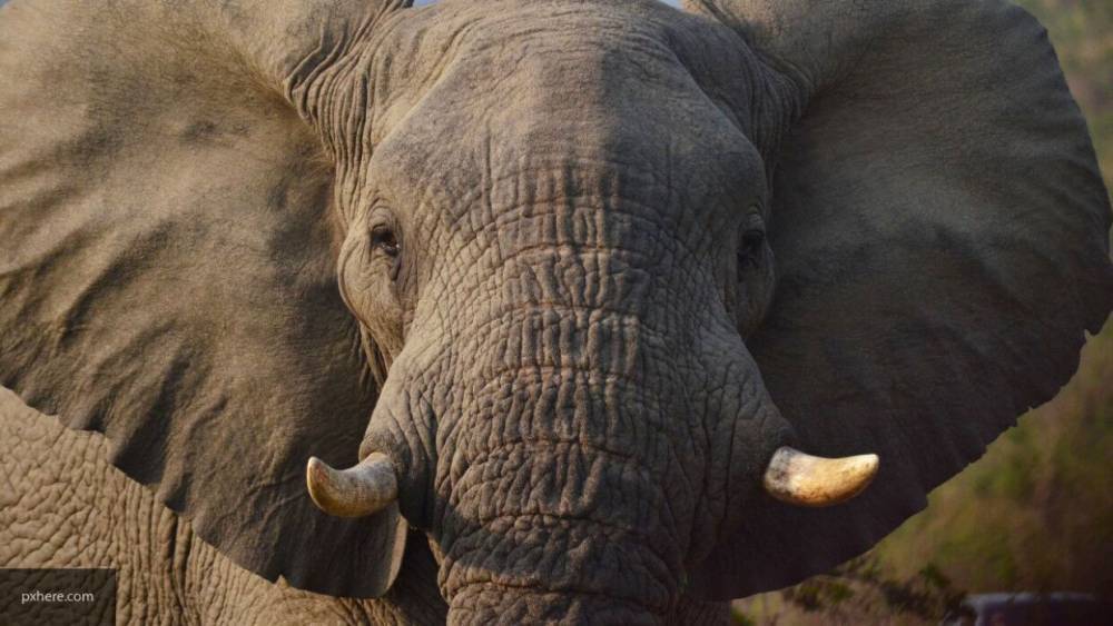 Массовая гибель слонов в Ботсване может предвещать начало новой эпидемии - nation-news.ru - Ботсвана