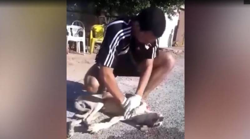 19-летний парень увидел, как на улице упала бездомная собака – и делал ей массаж сердца, пока она не очнулась - usa.one - Бразилия