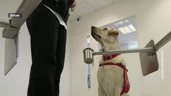 Медицинских собак учат выявлять людей с коронавирусом - vesti.ru - Англия