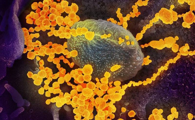 Ученые выявили группу людей с самым стойким иммунитетом к коронавирусу — и сильно удивились - naviny.by - Шанхай