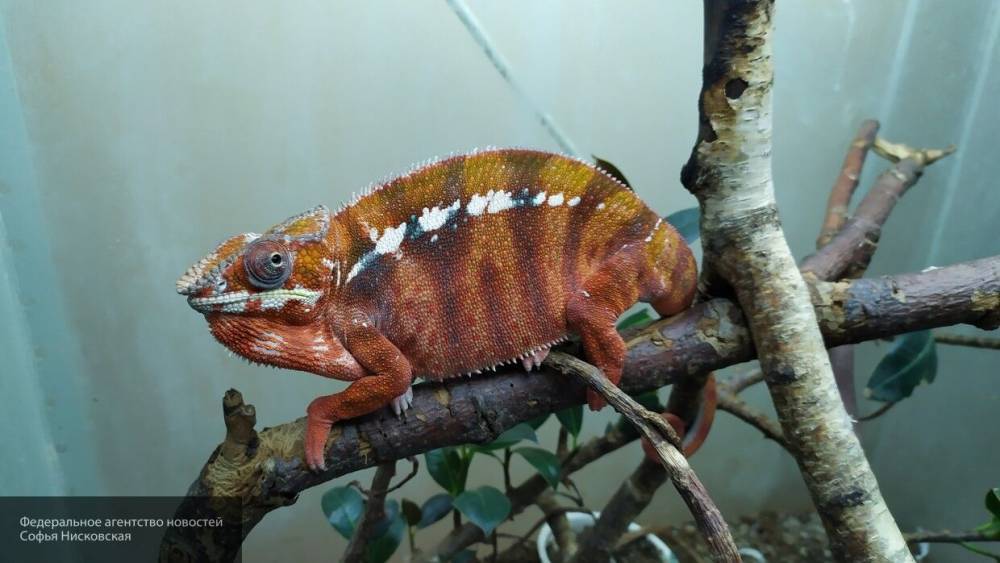 Британский зоопарк задумался об усыплении 300 животных из-за кризиса на фоне COVID-19 - nation-news.ru