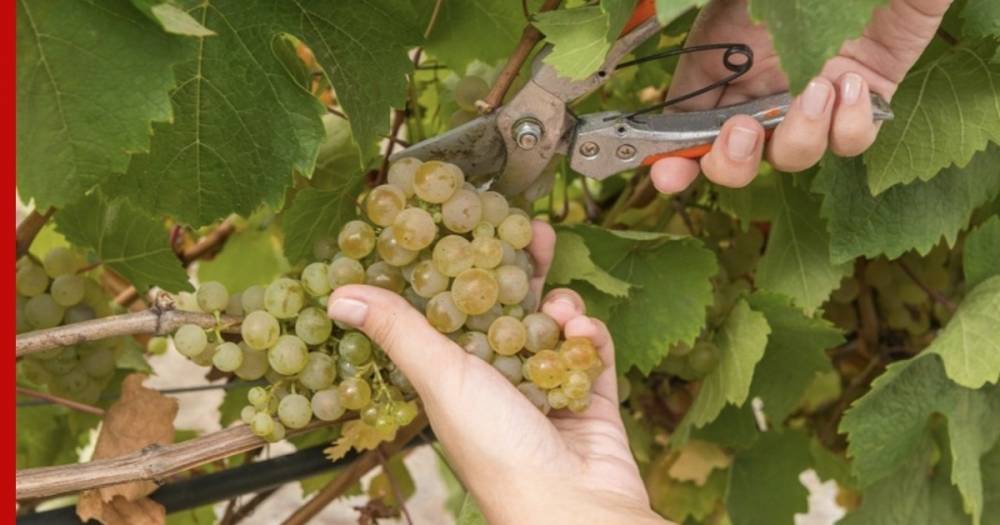 Эксперты спрогнозировали нехватку винограда в России - profile.ru - Россия - республика Крым - Кубань