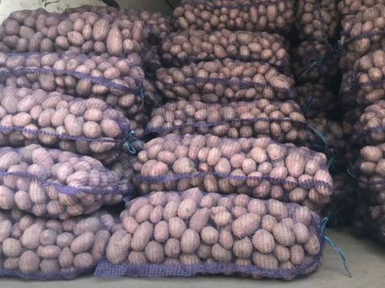 Украина впервые закупила картофель во Франции - newtvnews.ru - Франция - Украина - Голландия - Евросоюз - Бельгия