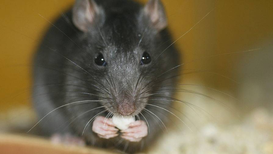 Города США атаковали оголодавшие на карантине крысы - gazeta.ru - Сша
