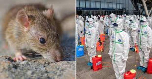Пандемия взбесила крыс: грызуны стали агрессивнее — исследование - eadaily.com - New York - Нью-Йорк