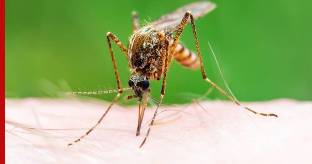 В Роспотребнадзоре оценили шансы заразиться коронавирусом от насекомых - profile.ru